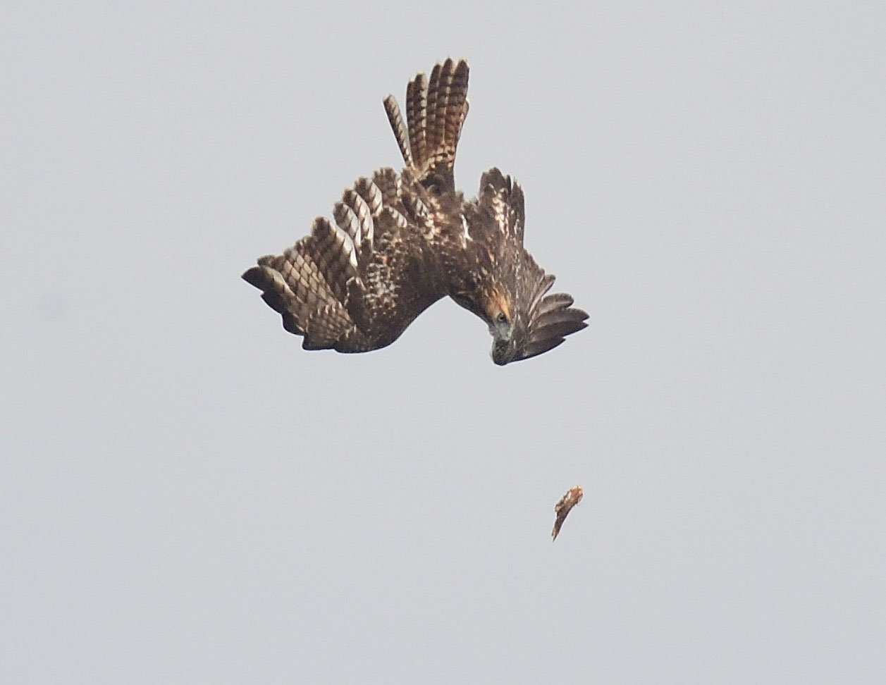 Along with the tail going up (this works similar to the elevator on an aircraft: elevator goes up, the nose goes up), the hawk has positioned its wings upward to dump some lift. The wings are now acting as a speed brake and, evidenced by the mussed-up feathers, the air above the wings is roiled and turbulent. A look at the right foot reveals the aerobatics show was a success; the prized piece of wood is firmly clenched in the youngster’s talons.